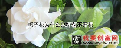 栀子花为什么只打苞不开花