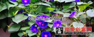 牵牛花怎么<a href=https://www.wycfw.com/e/tags/?tagid=232 target=_blank class=infotextkey>种植方法</a>