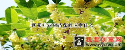 四季桂花树苗盆栽注意什么