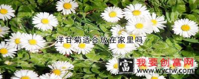 洋甘菊适合放在家里吗