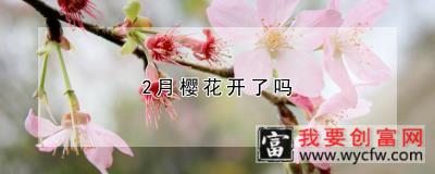 2月樱花开了吗