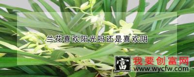 兰花喜欢阳光吗还是喜欢阴