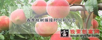 春季桃树嫁接时间和方法