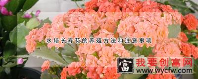 水培长寿花的<a href=https://www.wycfw.com/e/tags/?tagid=63 target=_blank class=infotextkey><a href=https://www.wycfw.com/yangzhi/ target=_blank class=infotextkey>养殖</a></a>方法和注意事项