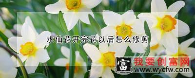 水仙花开完花以后怎么修剪