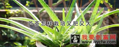 芦荟怎样栽培又肥又大