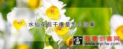 水仙花苞干瘪是怎么回事