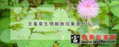 含羞草生物膨胀现象是什么