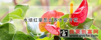 水培红掌怎么养才能开花