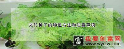 文竹种子的种植方法和注意事项