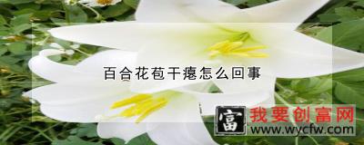 百合花苞干瘪怎么回事