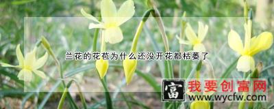 兰花的花苞为什么还没开花都枯萎了