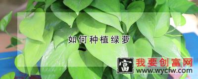 如何种植绿萝