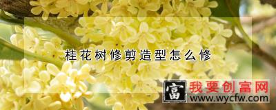 桂花树修剪造型怎么修