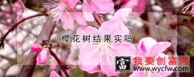 樱花树结果实吗