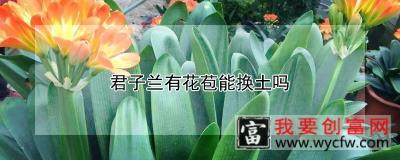 君子兰有花苞能换土吗