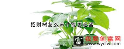 招财树怎么养才能更旺盛