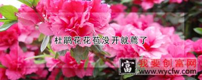 杜鹃花花苞没开就蔫了