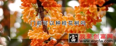 门前可以种桂花树吗