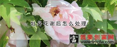 牡丹花谢后怎么处理