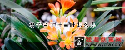 君子兰干叶黄叶怎么办