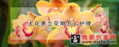 大花惠兰花期怎么护理