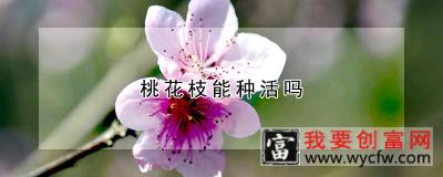 桃花枝能种活吗