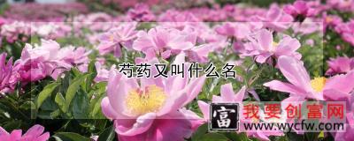 芍药又叫什么名