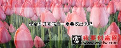 郁金香开完花后一定要挖出来吗