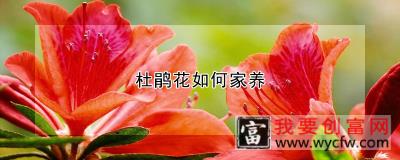 杜鹃花如何家养