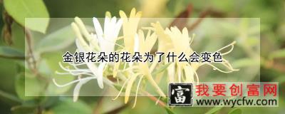 金银花朵的花朵为了什么会变色