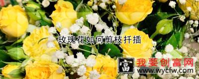 玫瑰花如何剪枝扦插