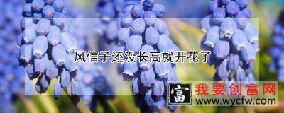 风信子还没长高就开花了