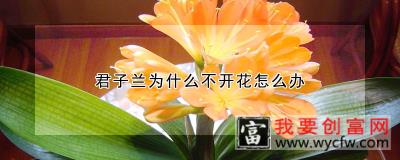 君子兰为什么不开花怎么办