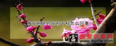 梅花刚开的花苞干枯怎么回事