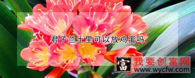 君子兰土里可以放鸡蛋吗