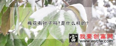 梅花有叶子吗？是什么样的？