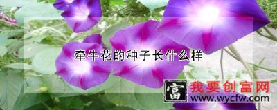 牵牛花的种子长什么样