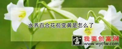 水养百合花苞变黄是怎么了