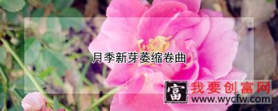 月季新芽萎缩卷曲