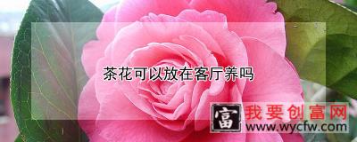 茶花可以放在客厅养吗