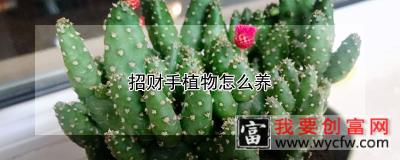 招财手植物怎么养