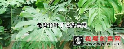 龟背竹叶子边缘焦黑