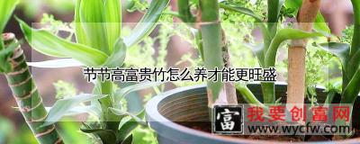 节节高富贵竹怎么养才能更旺盛