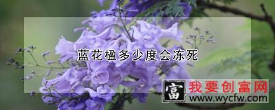 蓝花楹多少度会冻死