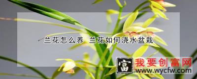 兰花怎么养 兰花如何浇水盆栽