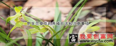 野生兰草花的养殖方法和注意事项