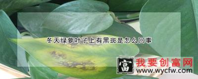 冬天绿萝叶子上有黑斑是怎么回事