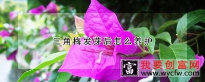 三角梅发芽后怎么养护