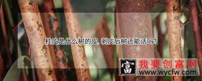 桂皮是什么树的皮，剥皮后树还能活吗？